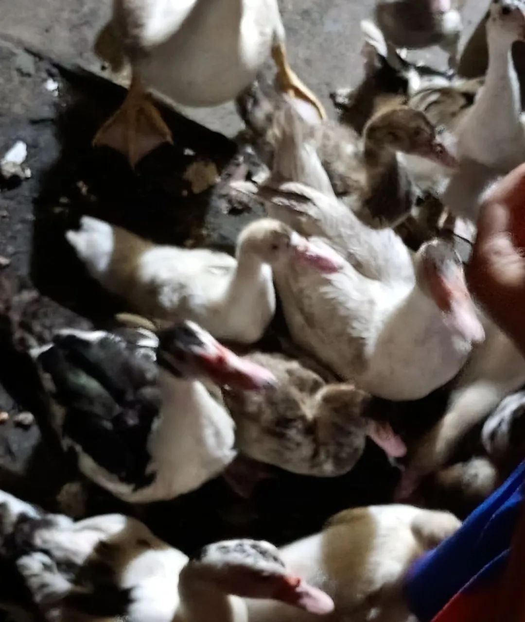 Vendo esses patos 