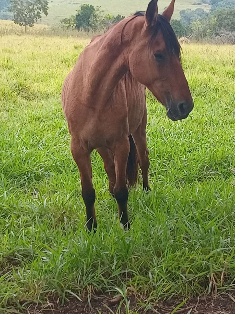 2 cavalo 3,000 - Foto 2