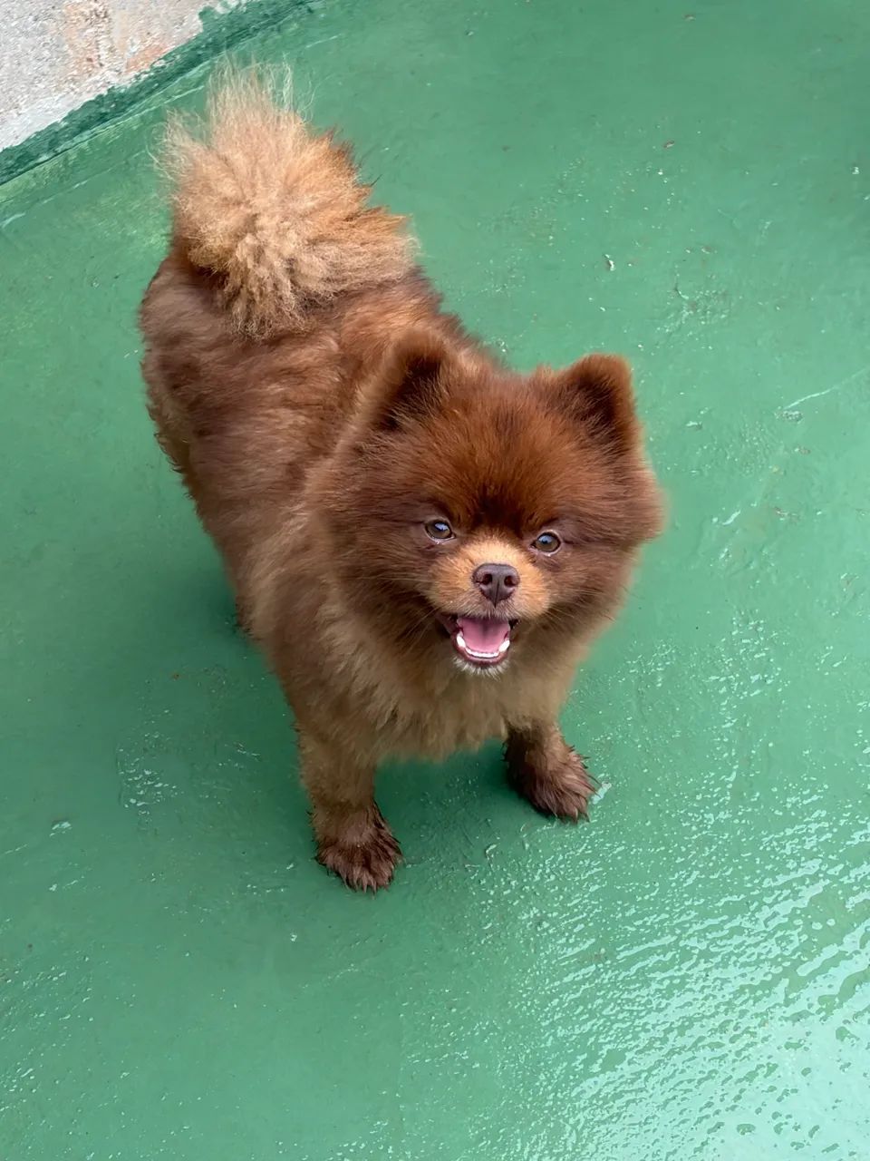 Spitz alemão 