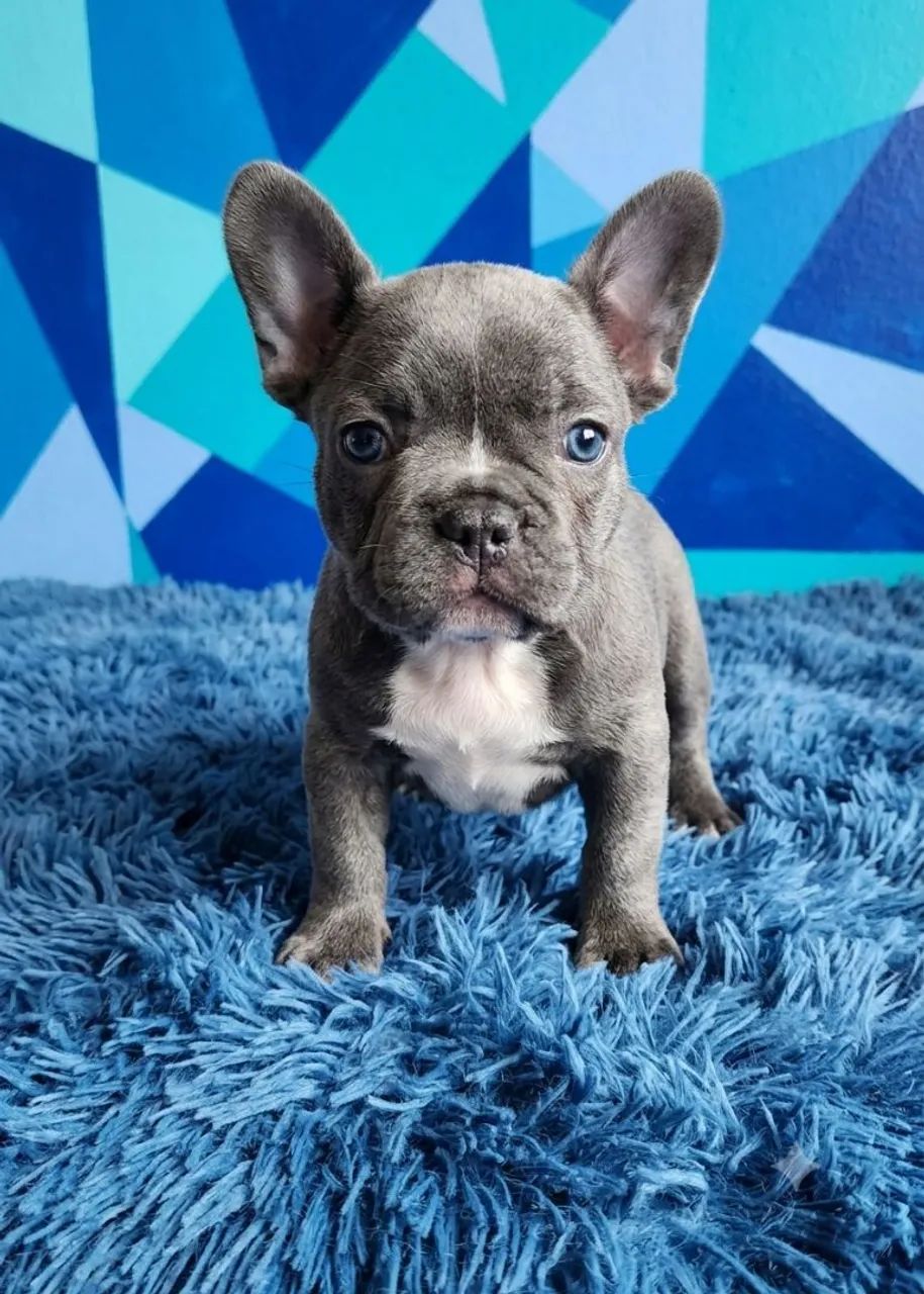 Buldogue francês  - Foto 2