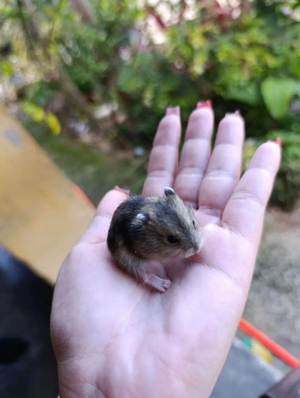 Hamster anão russo 415079680925378565