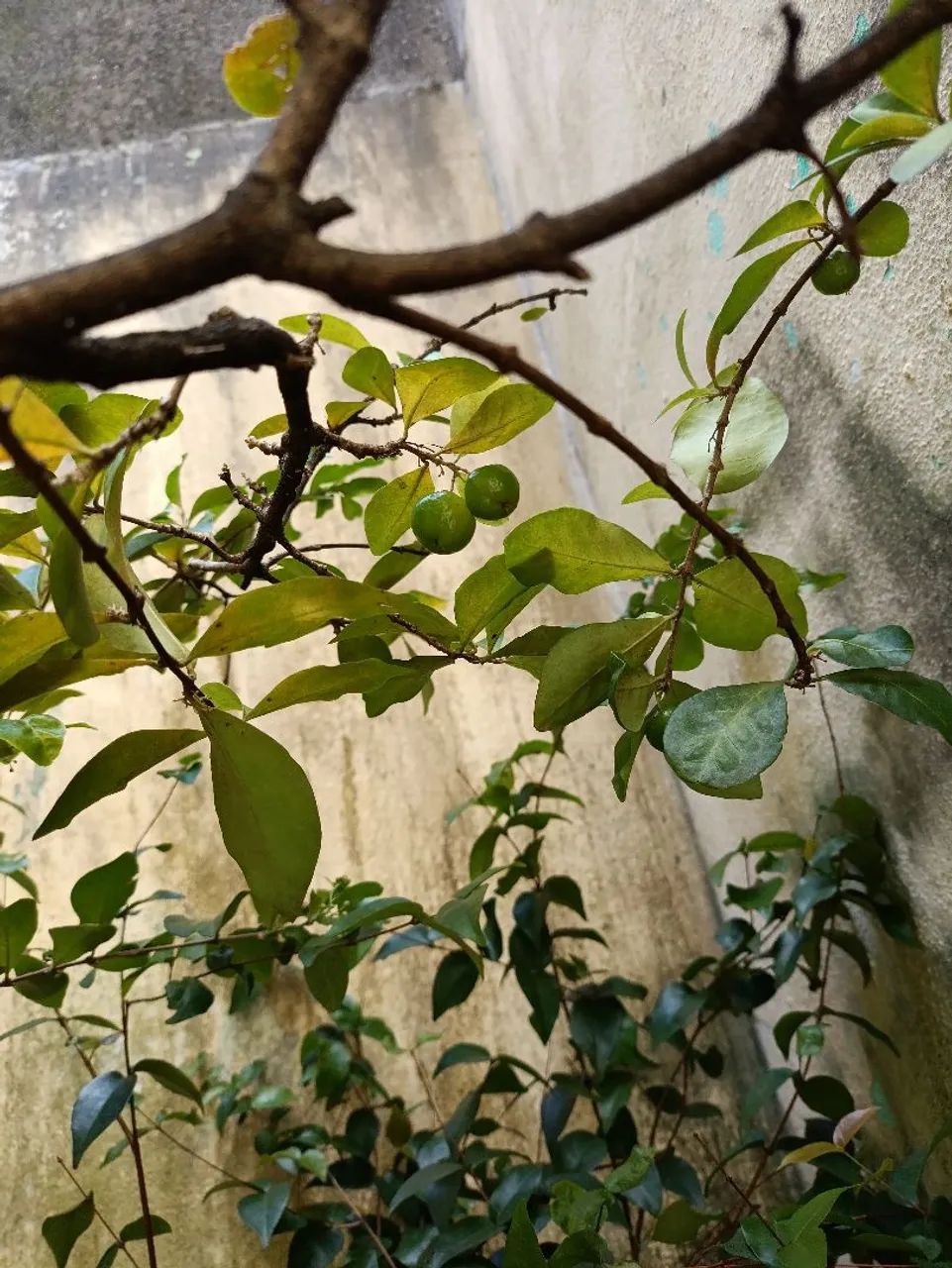 Pé de acerola  - Foto 3
