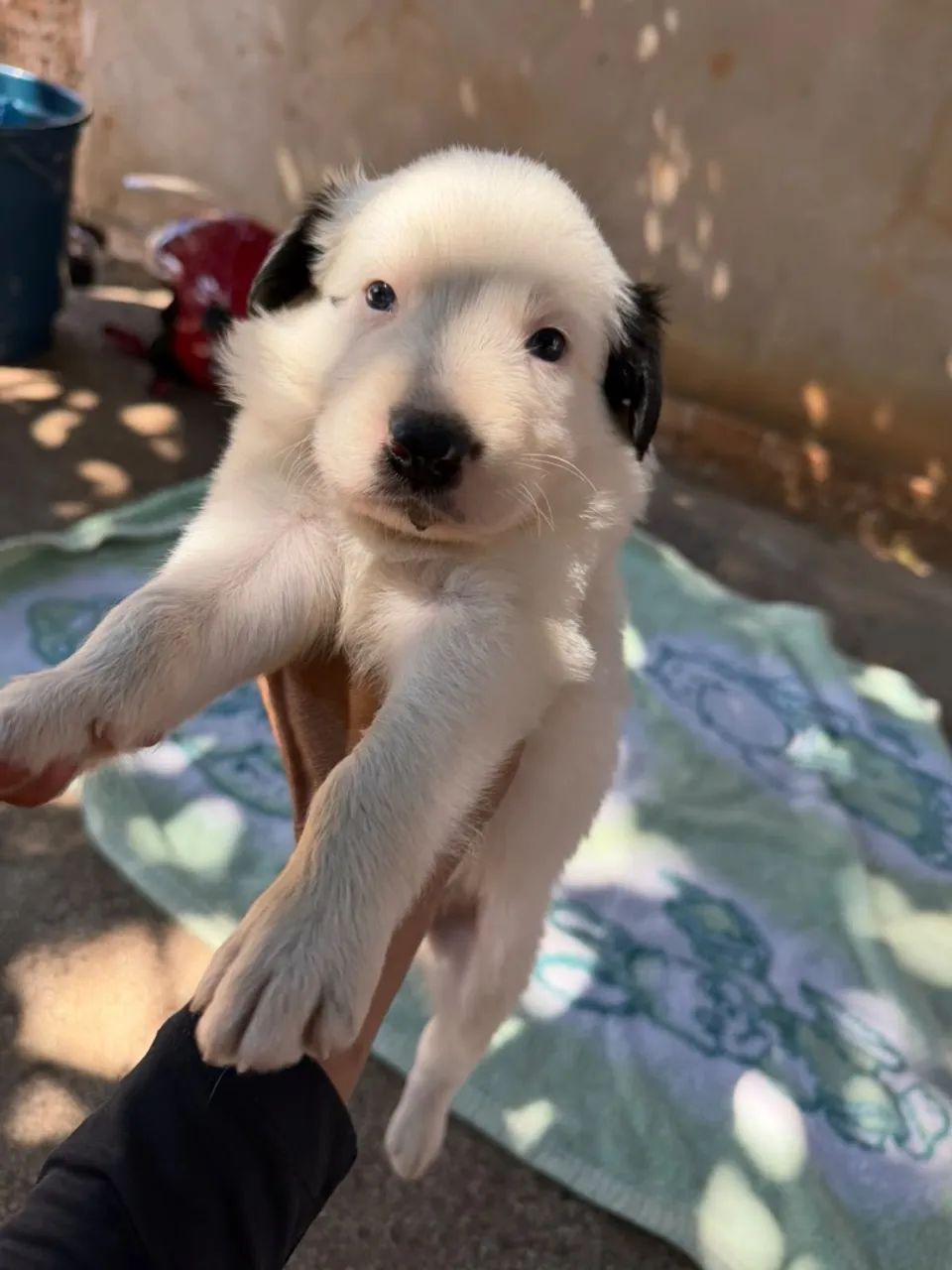 Border collie  - Foto 2
