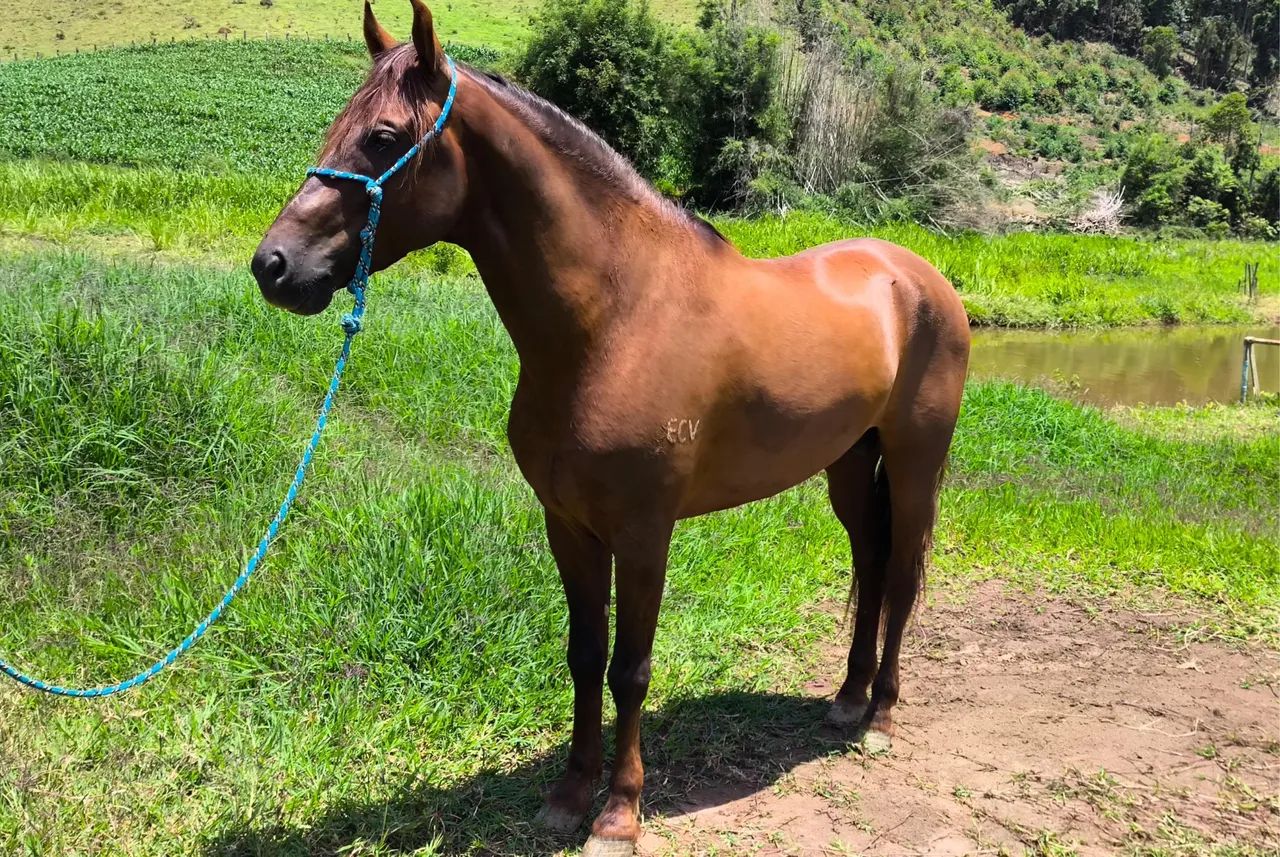 Cavalo Ganhao ótimo manga larga ..  - Foto 3