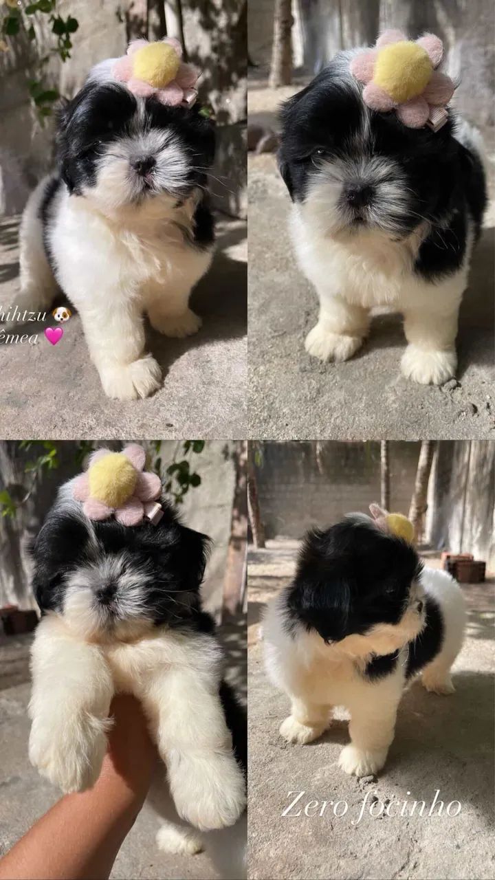 Shihtzu com pedigree  - Foto 3