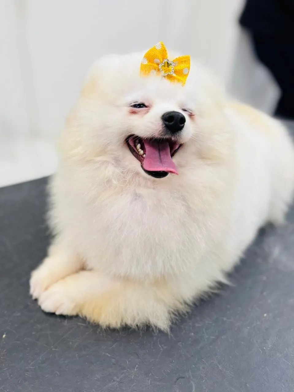 Lulu da pomeranea  - Foto 2
