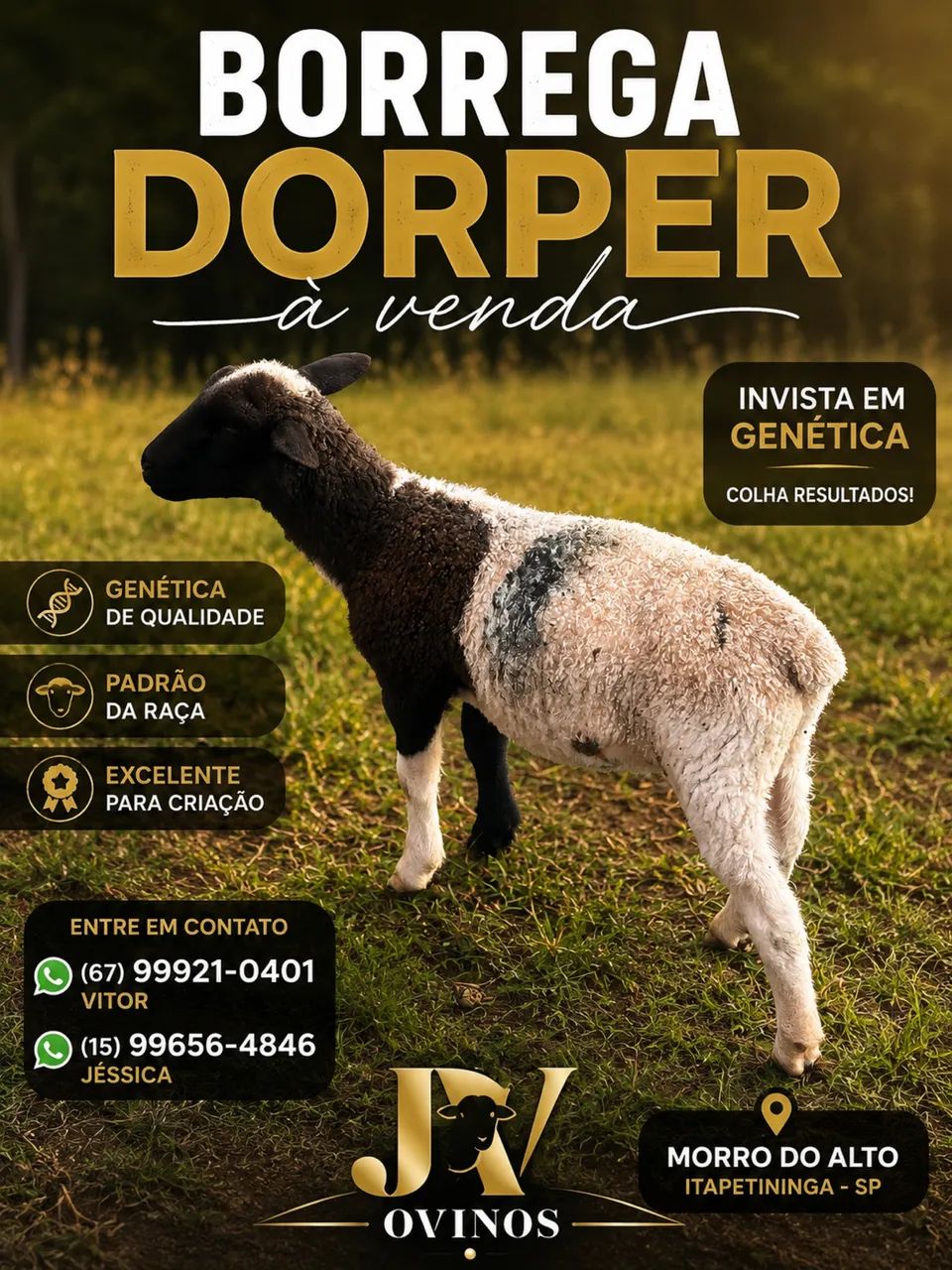 Carneiros dorper  - Foto 2