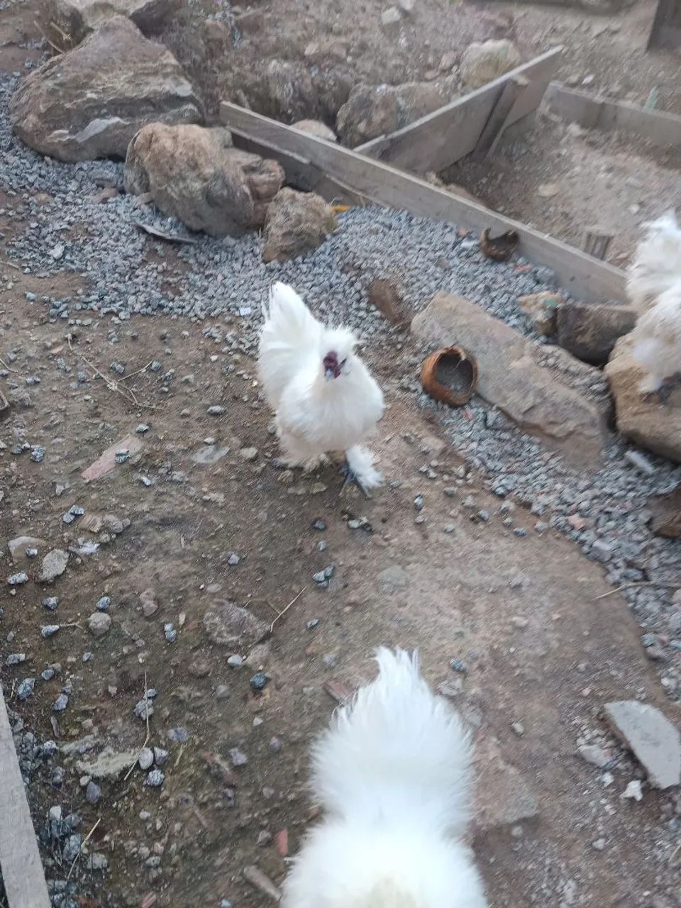 Vendo Galos da raça sedosos do Japão  - Foto 5