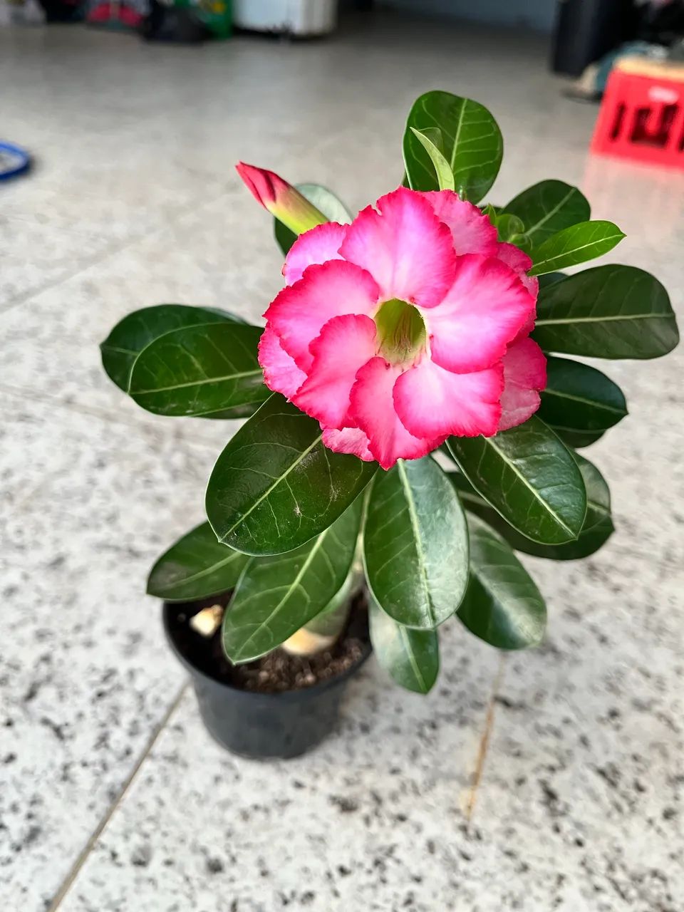 Rosa do deserto dobrada - Foto 2
