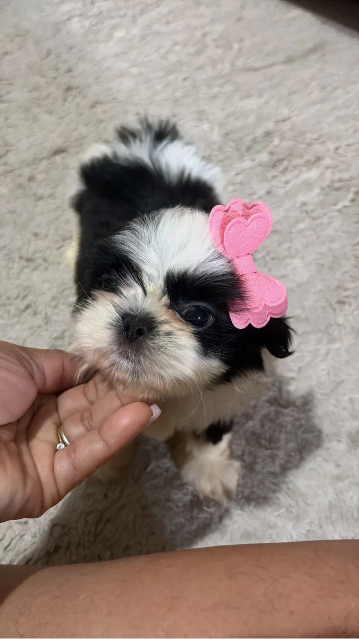 Shih tzu - Foto 5