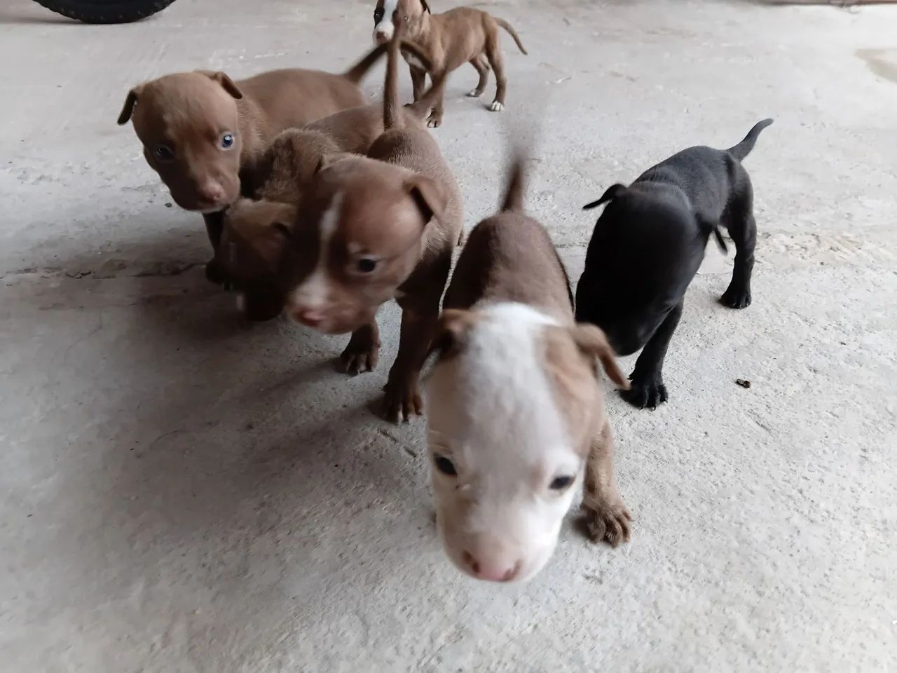 FILHOTE DE PITBULL