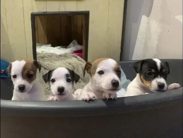 o cachorro do mascara jack russel