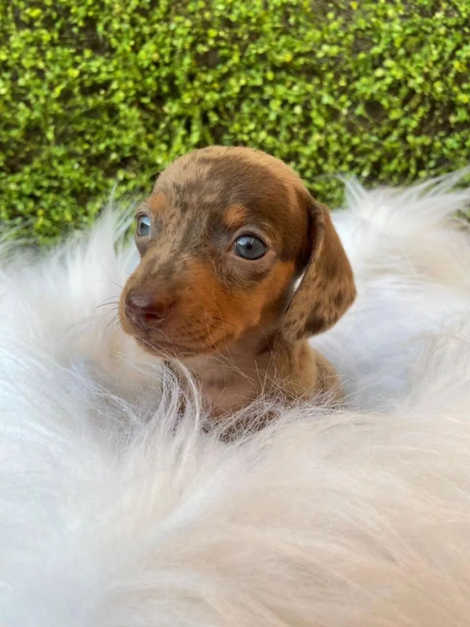Dachshund mini