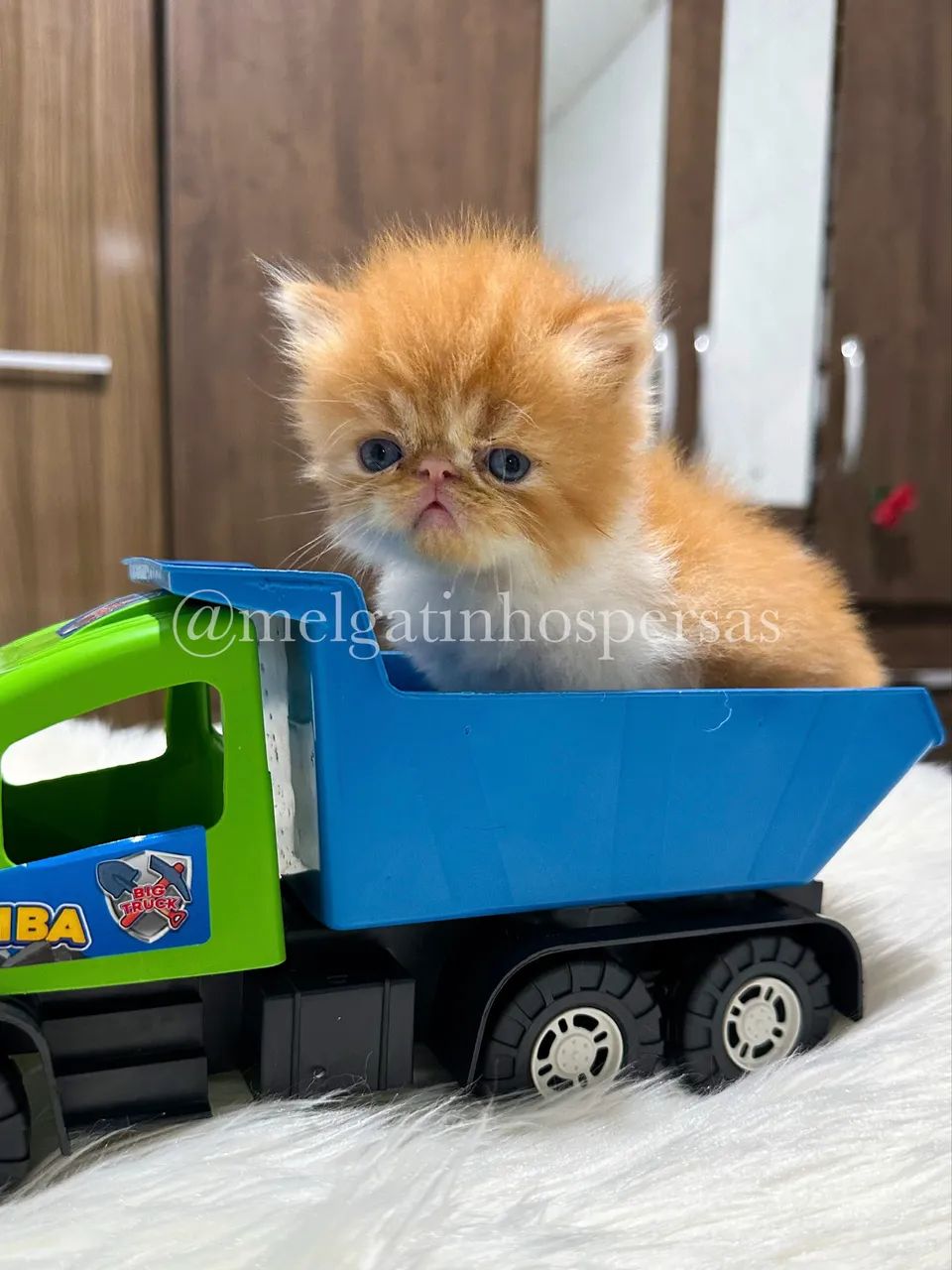 Gatos Persas - Filhotes 