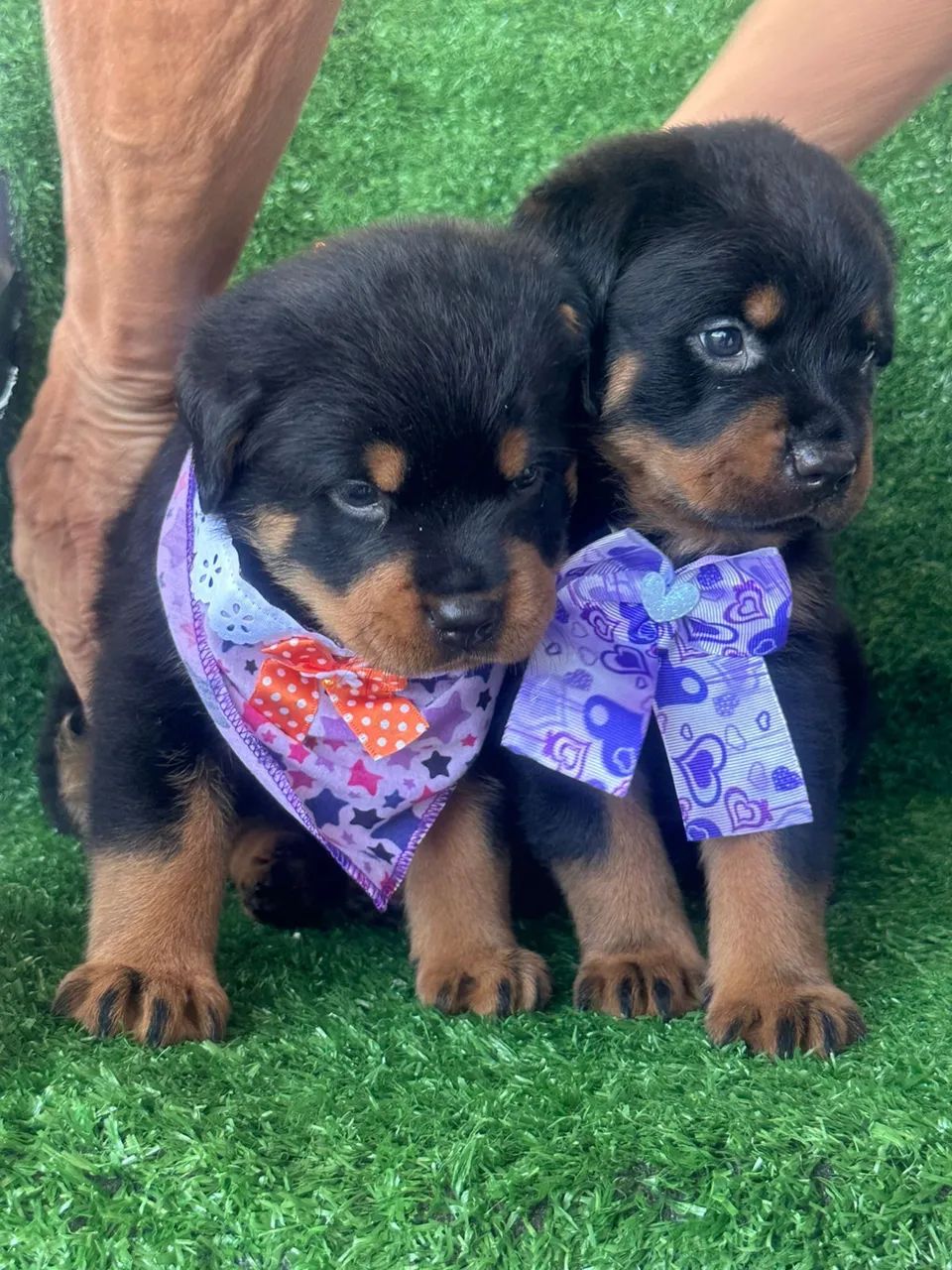 Rottweiler cabeça de Touro com pedigree  - Foto 3