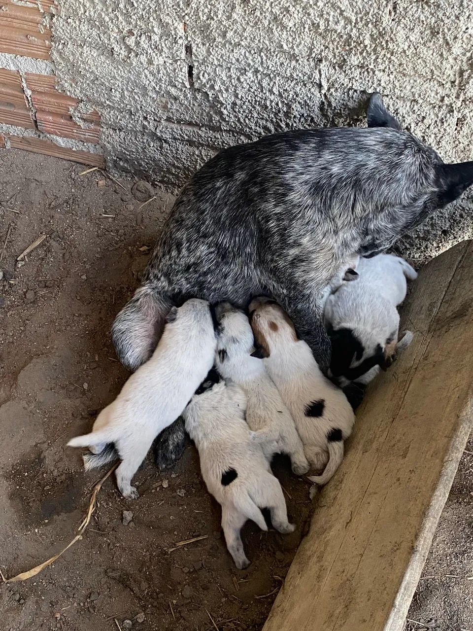 7 filhotes de blue heller a venda - Foto 2