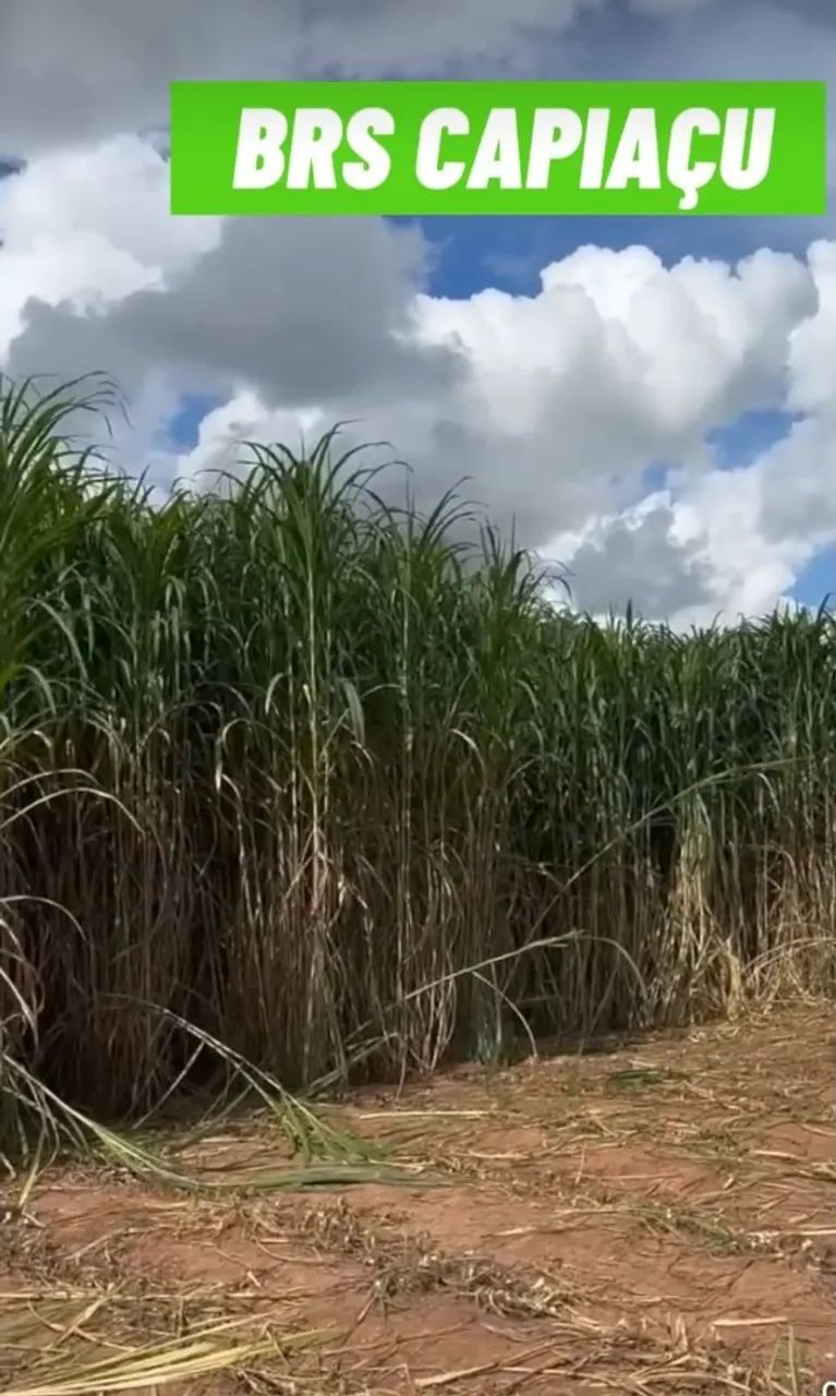Chovendo e hora de plantar BRS CAPIAÇU DA EMBRAPA pra sorrir no próximo VERAO - Foto 3