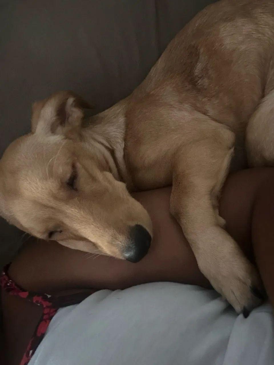 Doação responsável  - Foto 4