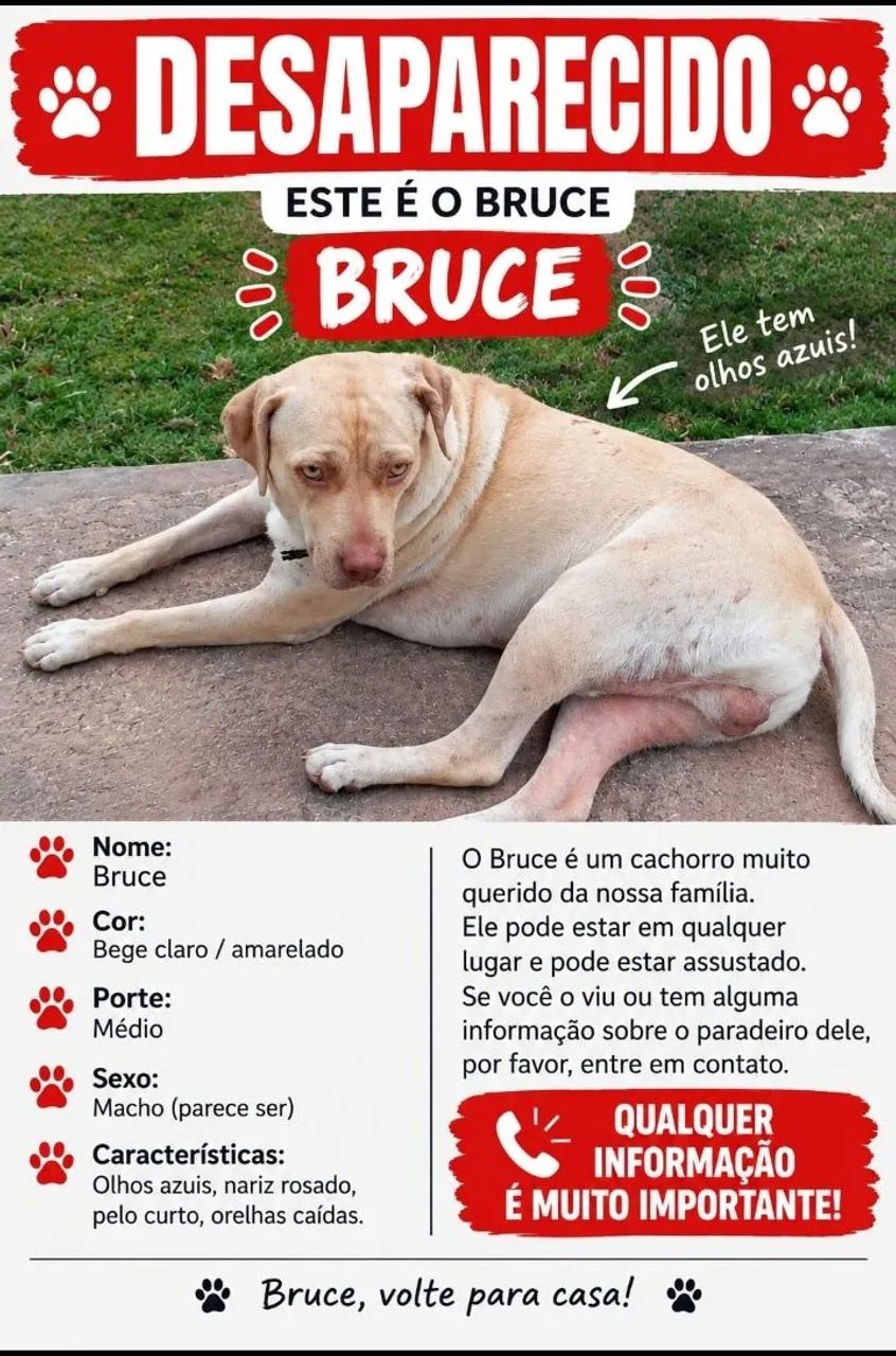 Cachorro desaparecido  - Foto 2