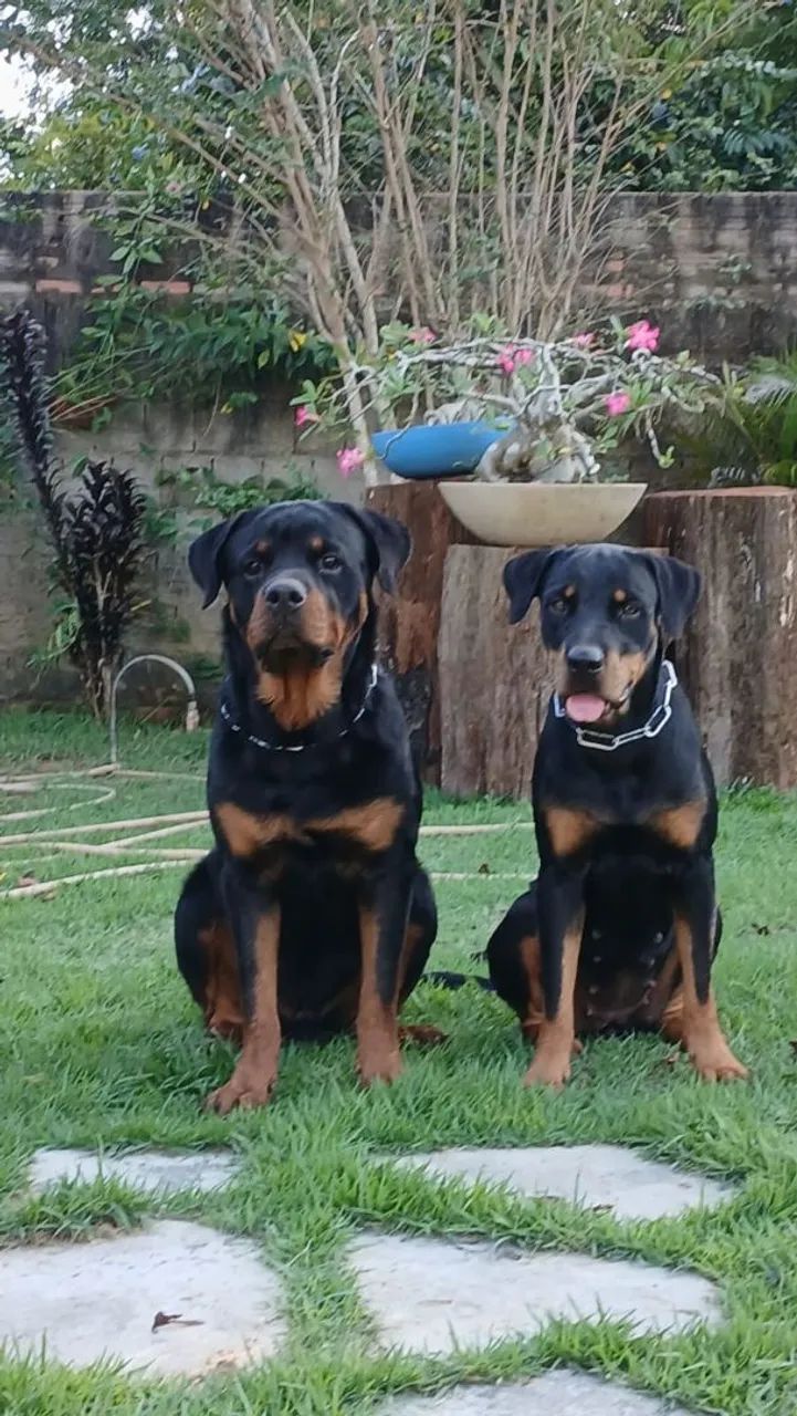 Filhotes de rottweiler  - Foto 5