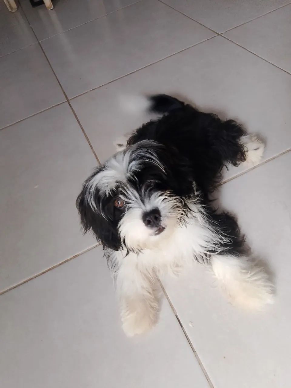 Cachorro macho - Foto 3