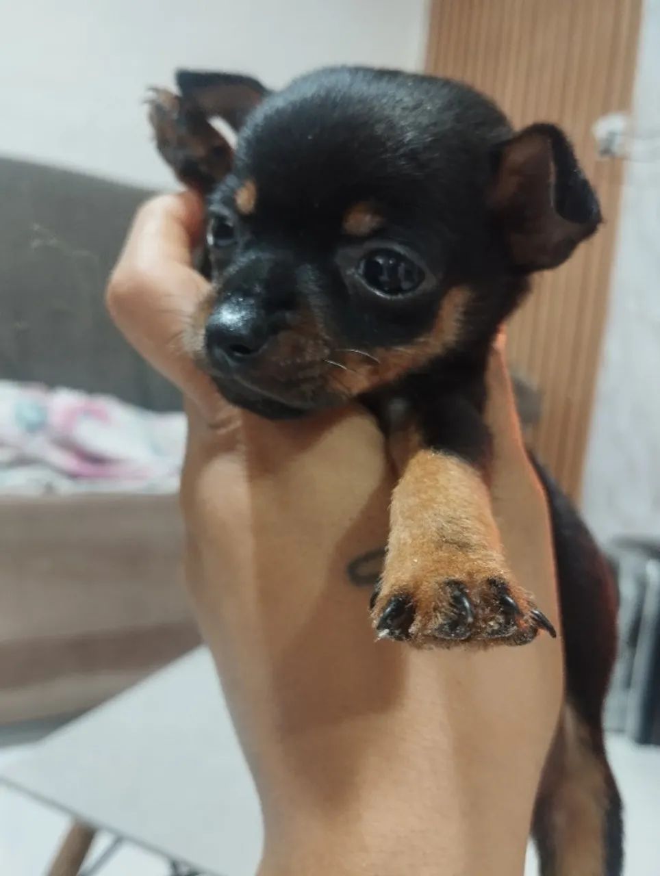 Pinche número 1 