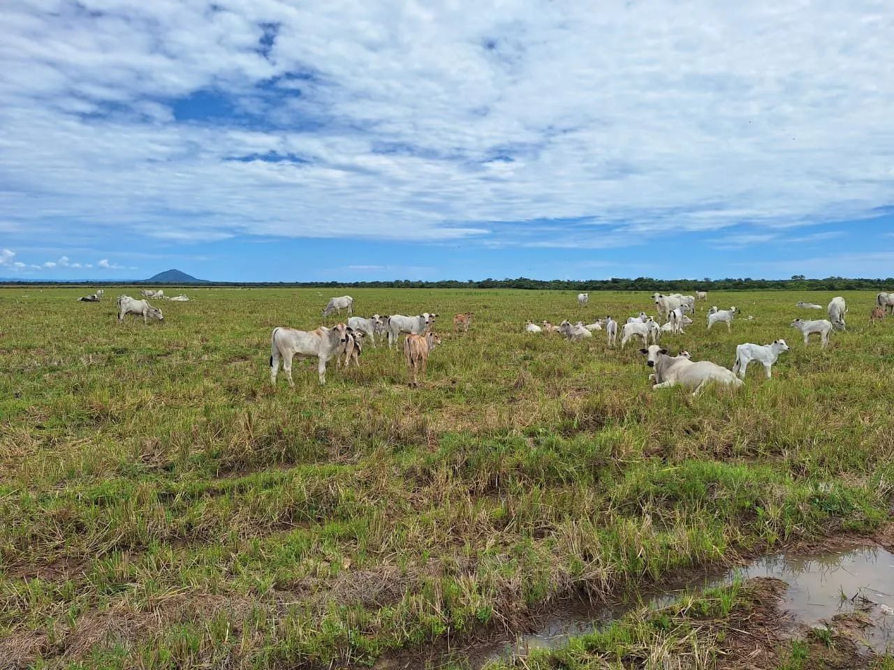 FAZENDA NO TOCANTINS PRÓXIMO AO GOIÁS  - Foto 4