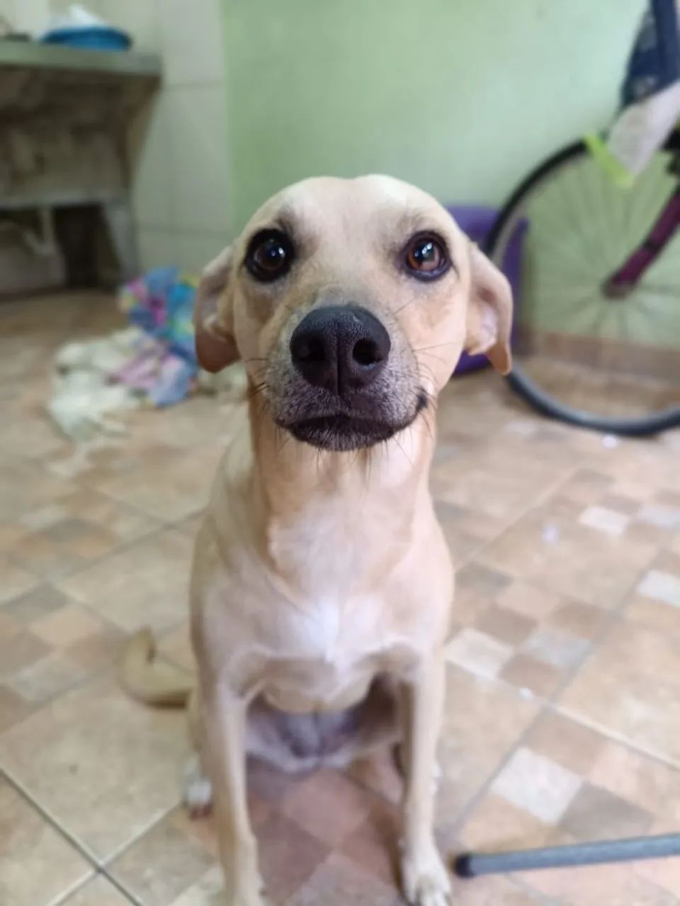 ADOÇÃO RESPONSÁVEL - Foto 2