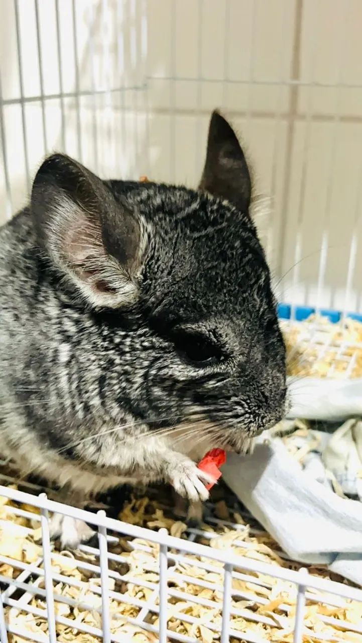 Vendo um amoroso, dócil e lindo chinchila!!! Seu nome é totoro - Foto 4