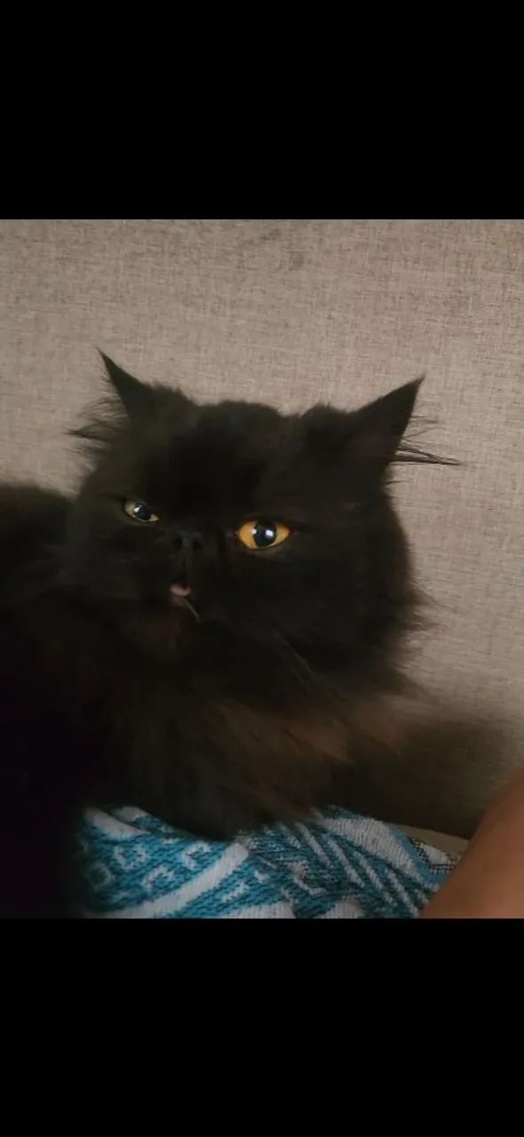 Gata persa procura namorado 