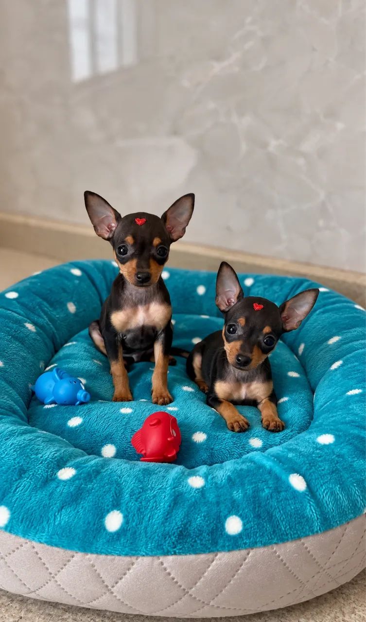 Pinscher zerinho machinho  - Foto 3