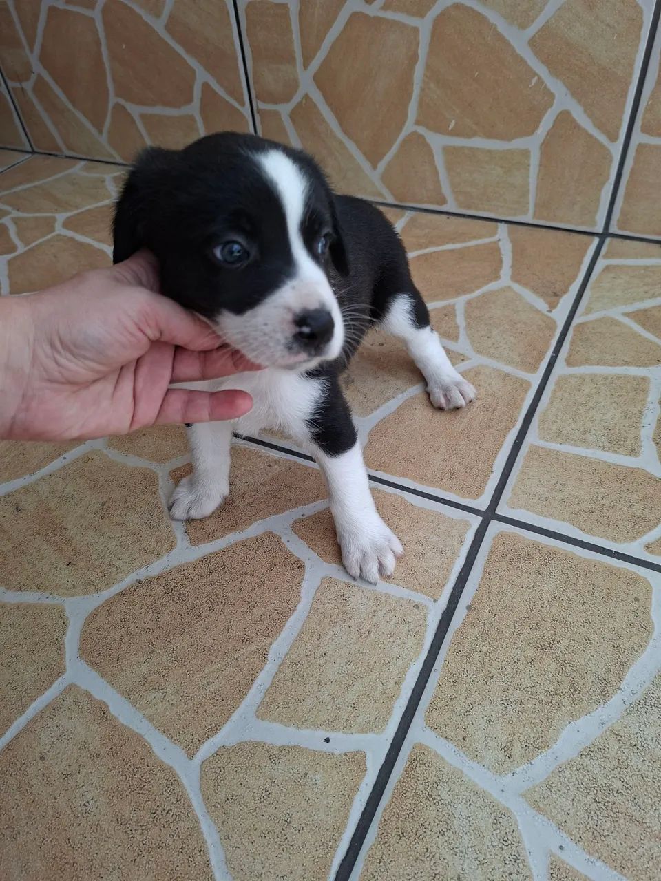 Adoção cachorro  - Foto 4