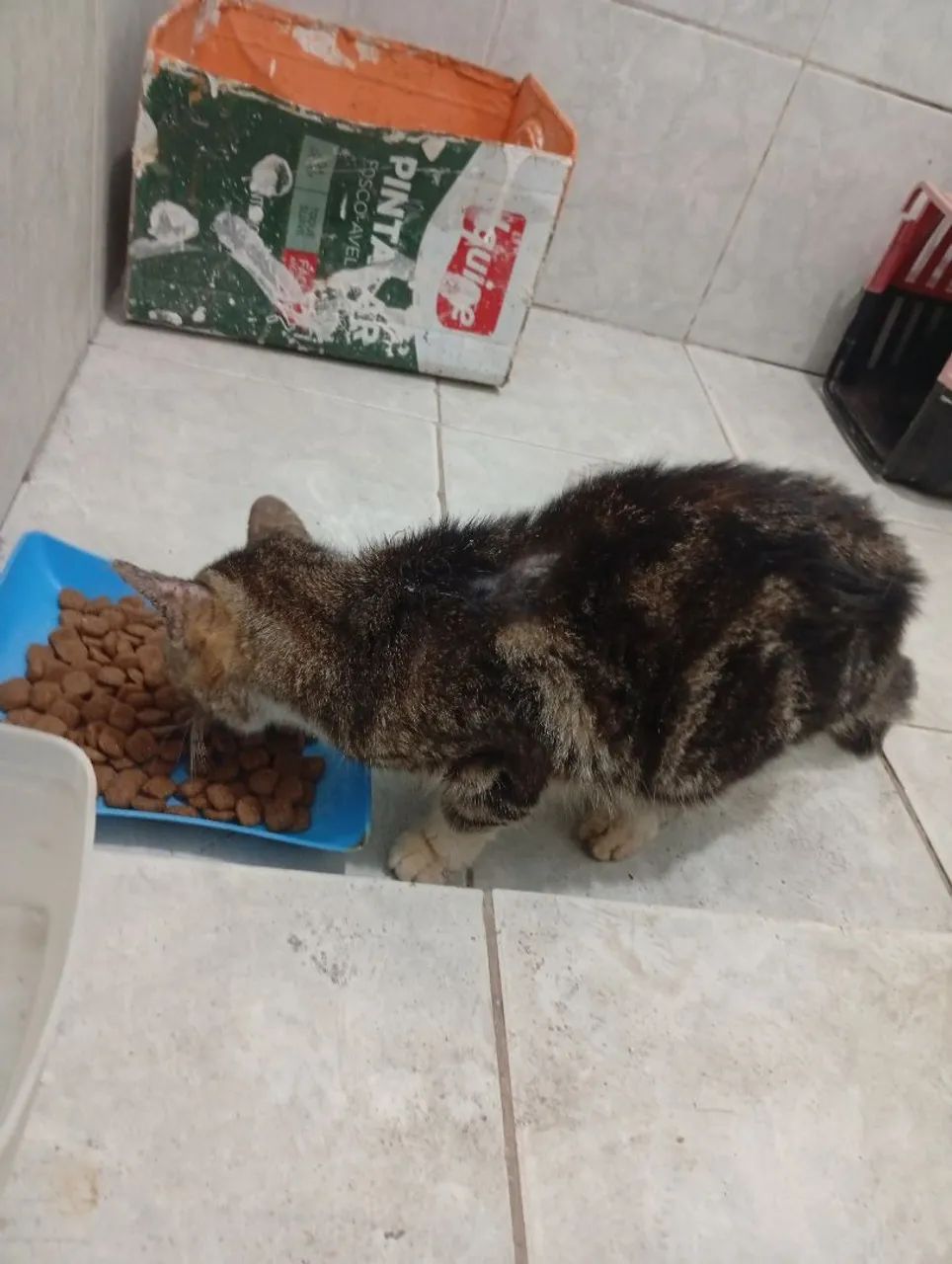 Gata para doação, aparenta ser nova ainda  - Foto 4