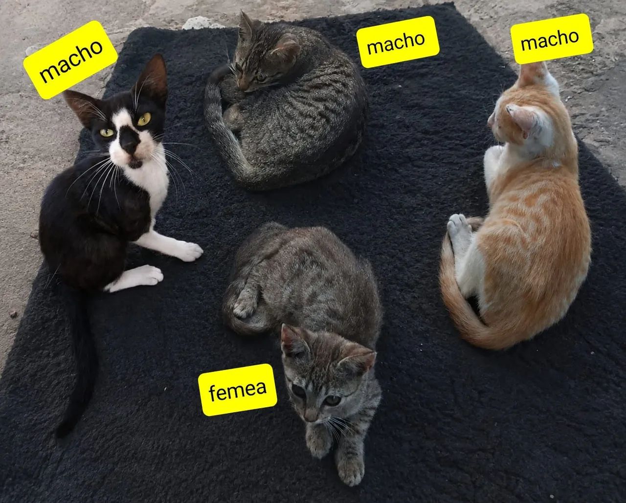 Gatinhos Para ADOÇÃO 
