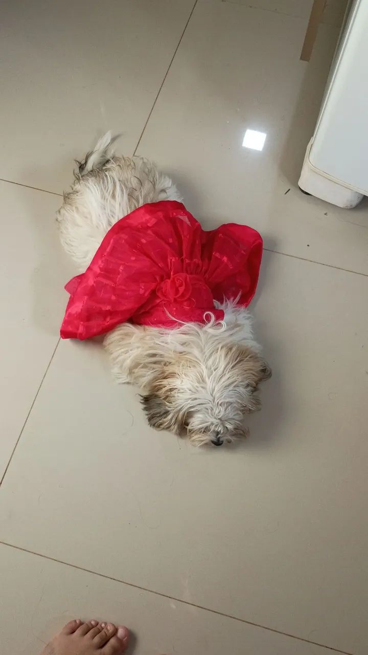 Fêmea para cruzar - Foto 3