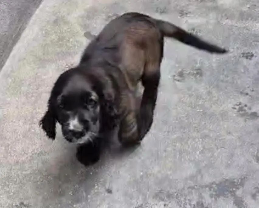 Lindo filhote de Cocker spaniel 