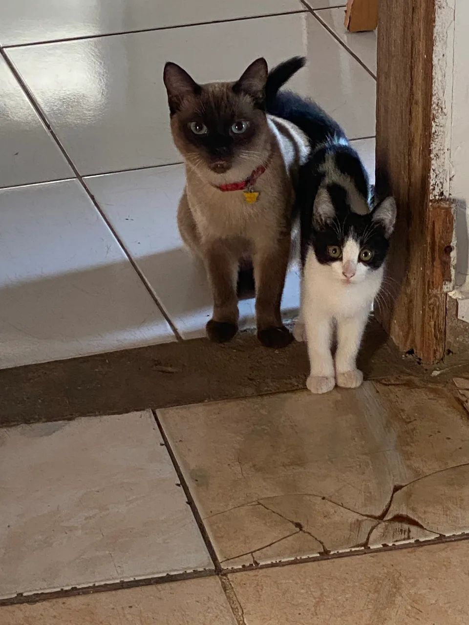 Doação de gatos - Foto 3