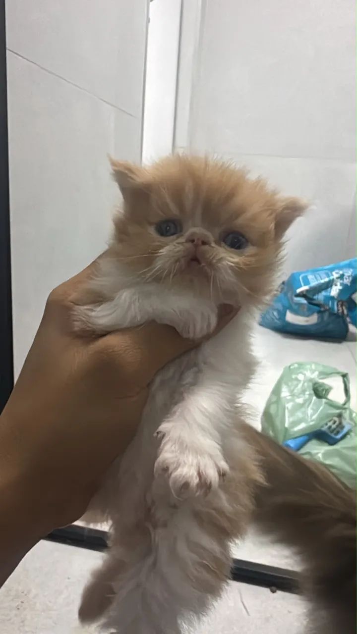 Gato Persa - Foto 2