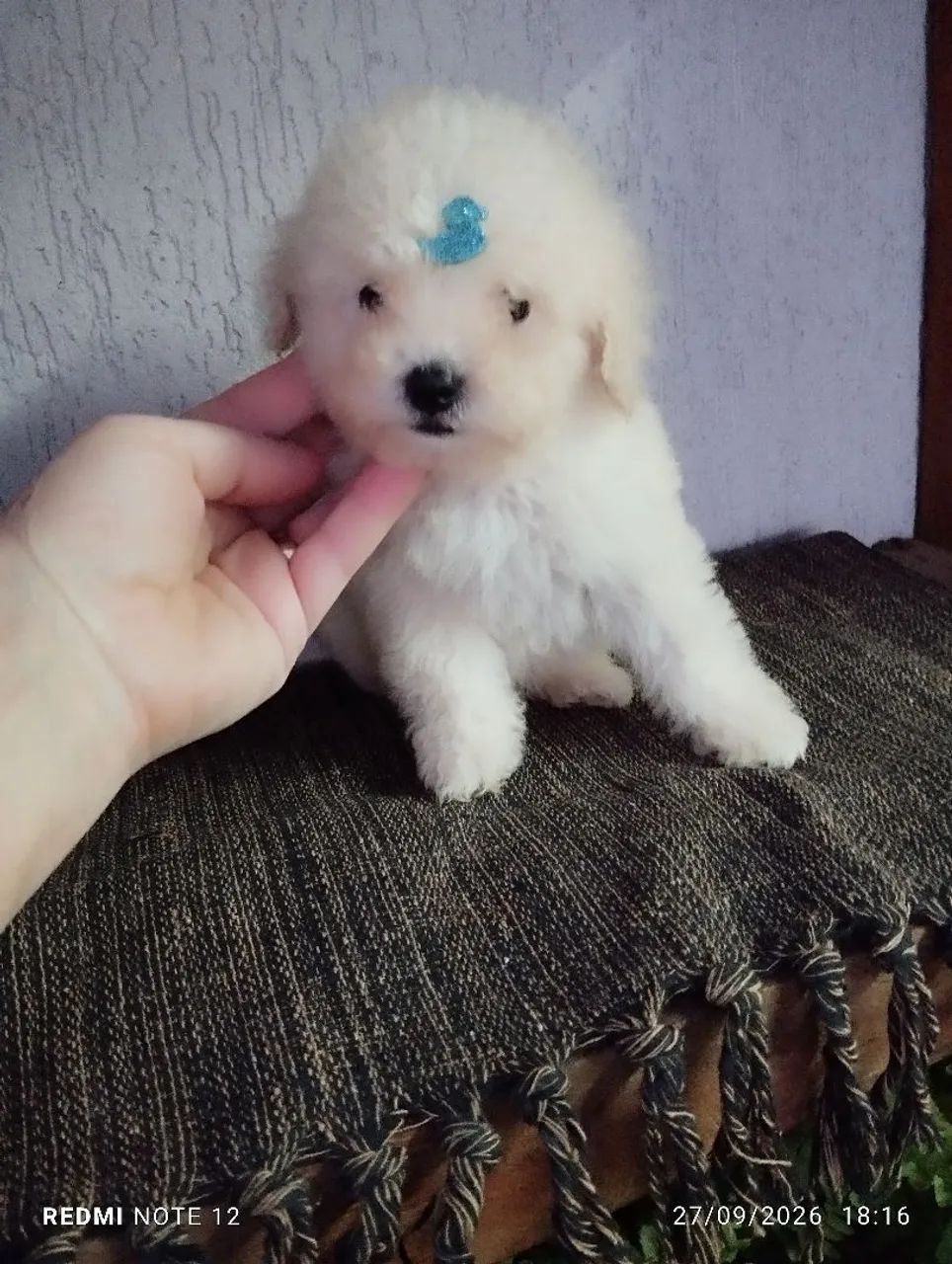 Poodle toy - Foto 5