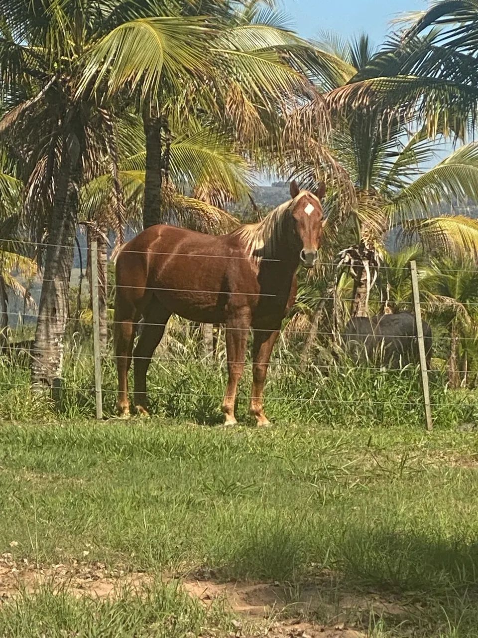 Égua quarto de milha parida de potra  - Foto 6