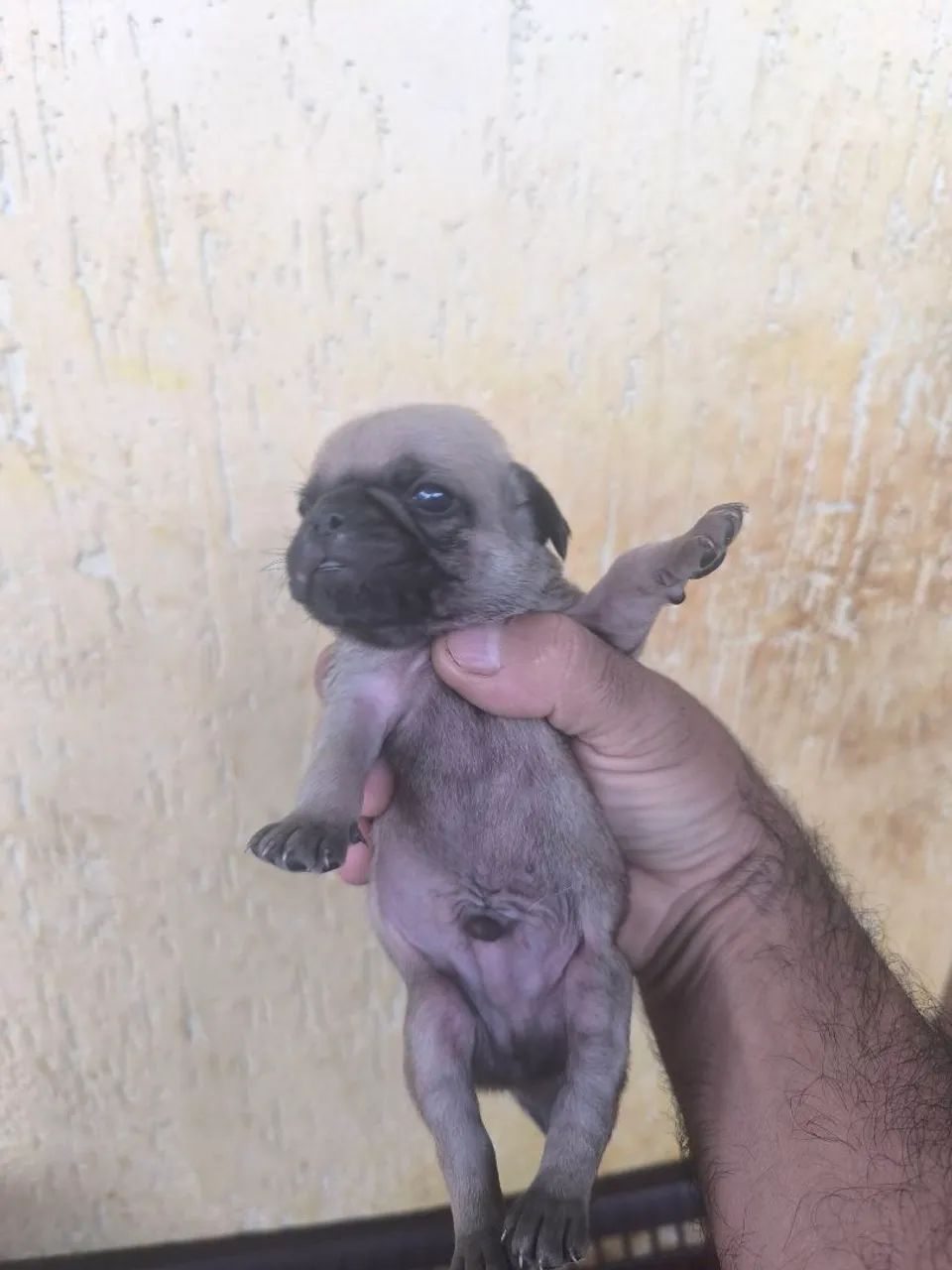 Filhotes de pugs - Foto 5