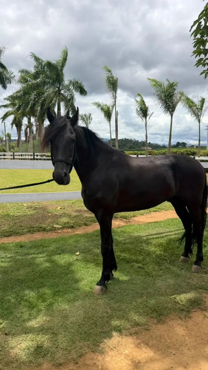 Cavalo Manga Larga Marchador de genética consistente e alto potencial - Foto 3