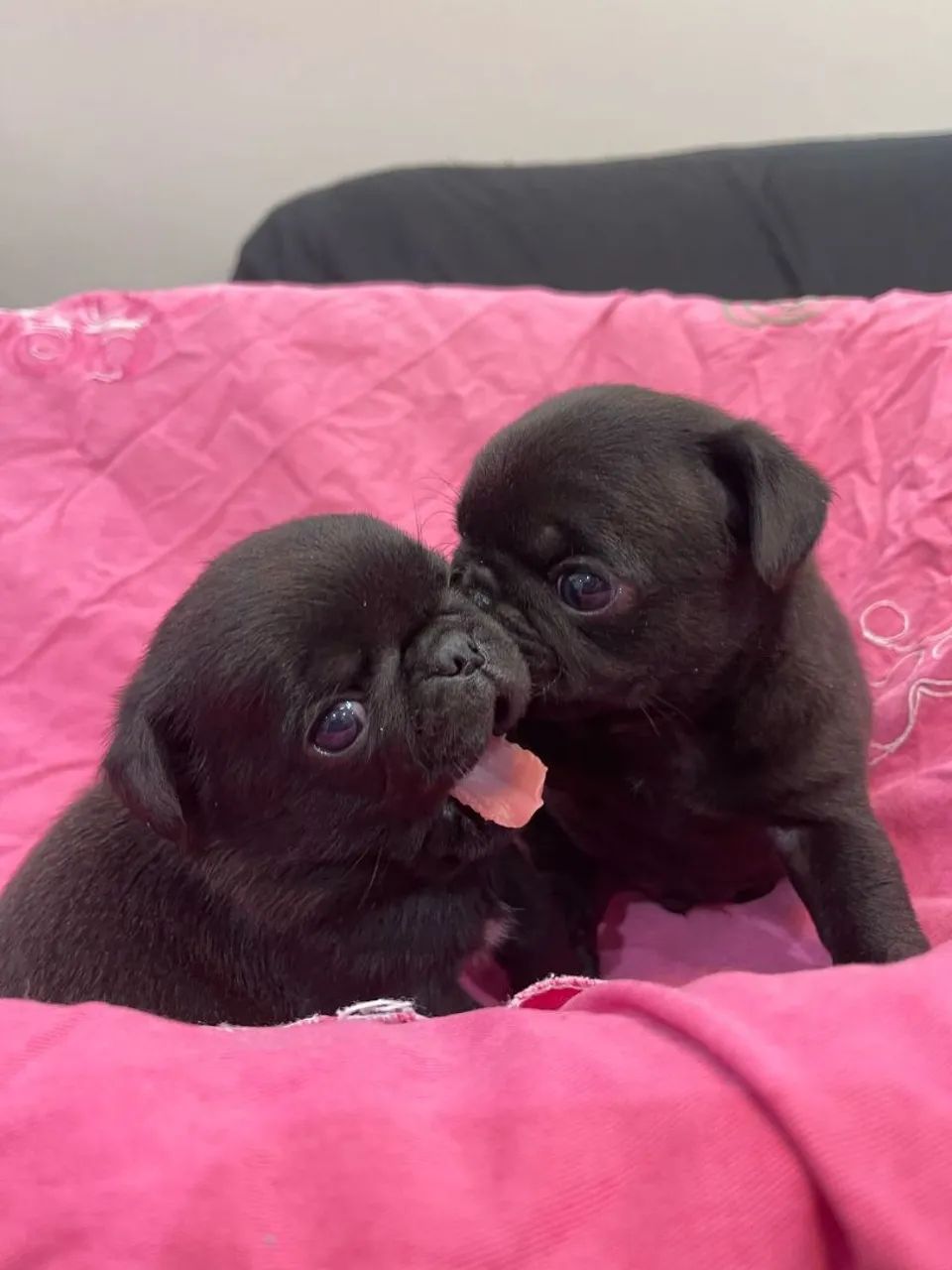 Pug macho  - Foto 5