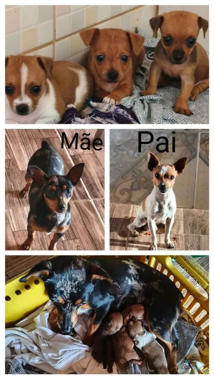 Pinscher 1 