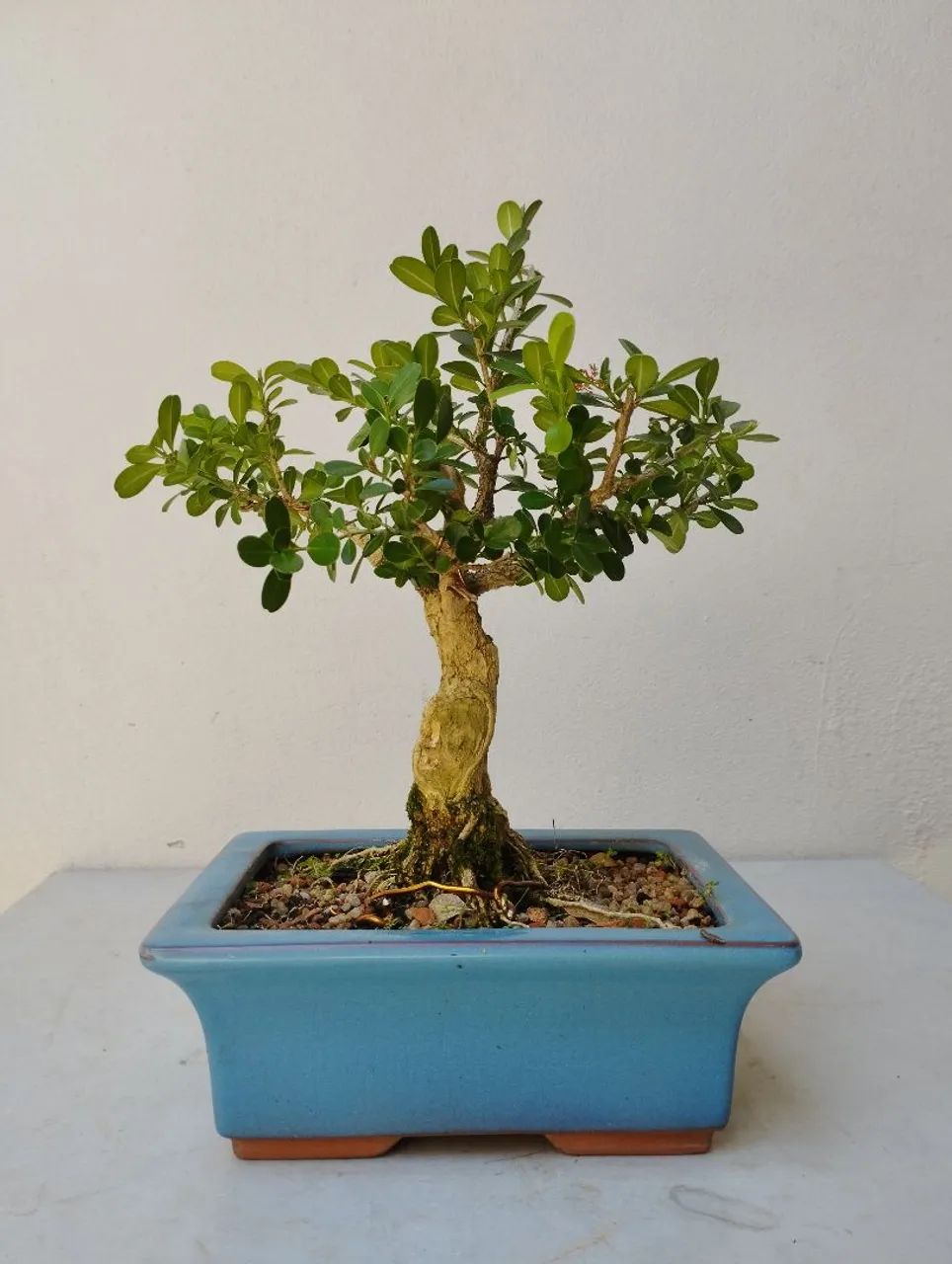 Bonsai buxos 14 anos - Foto 3