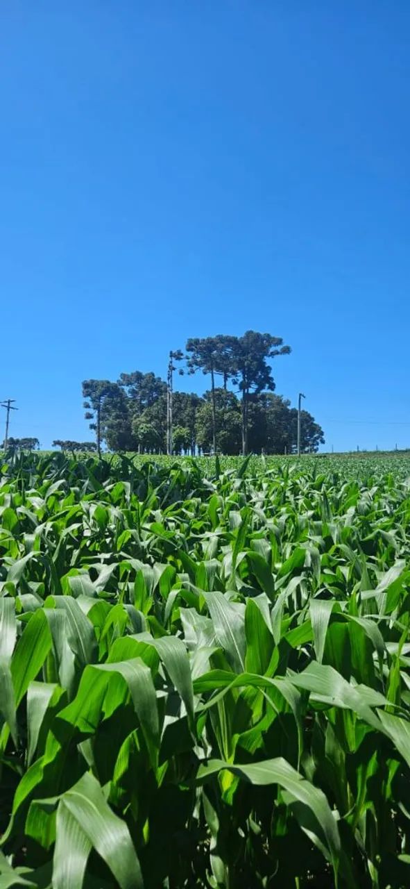 Terreno para sítio ou loteamento  - Foto 3