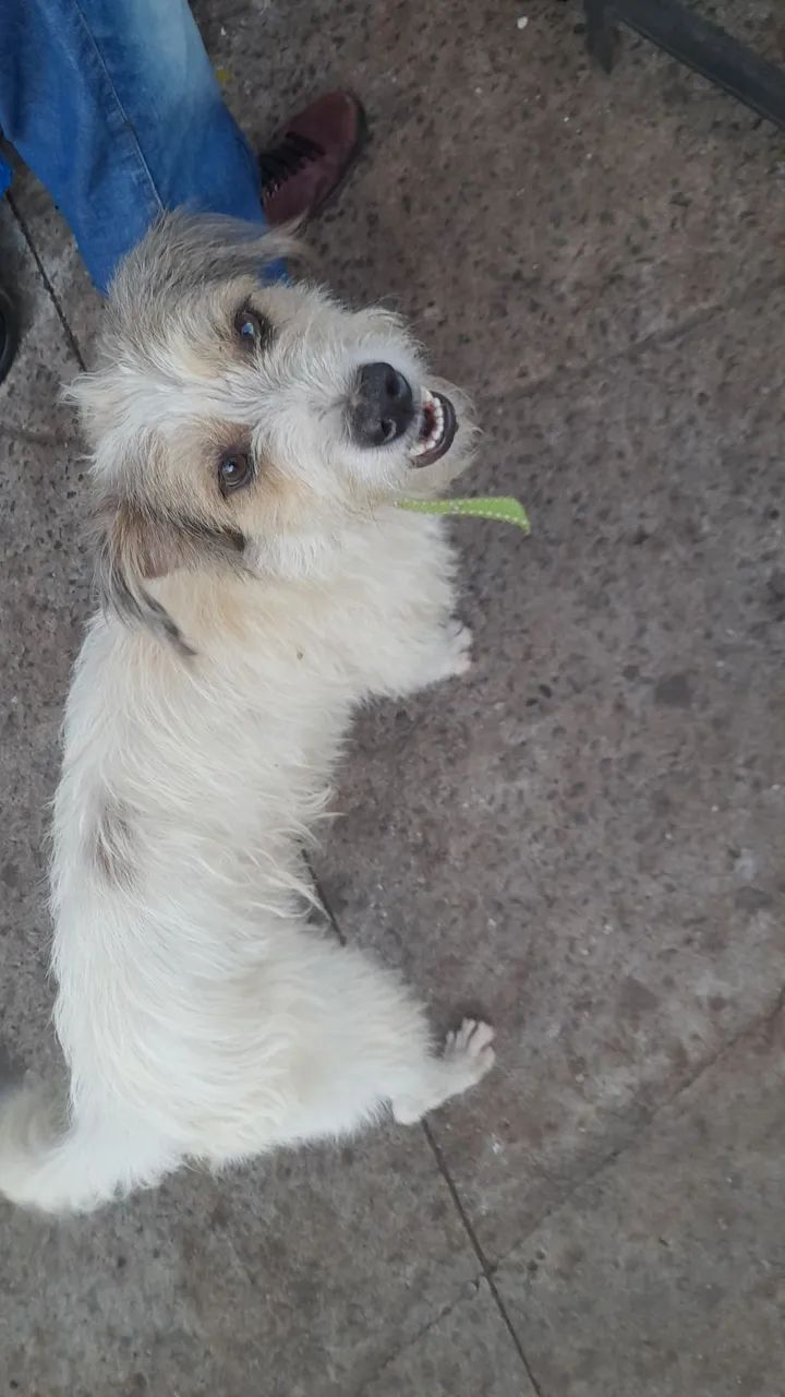 Adestramento de cães  - Foto 2