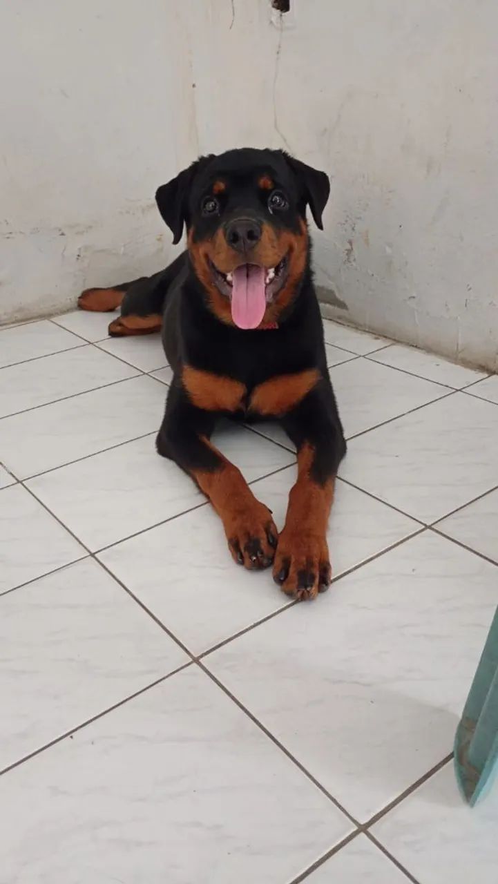 Cachorro ?