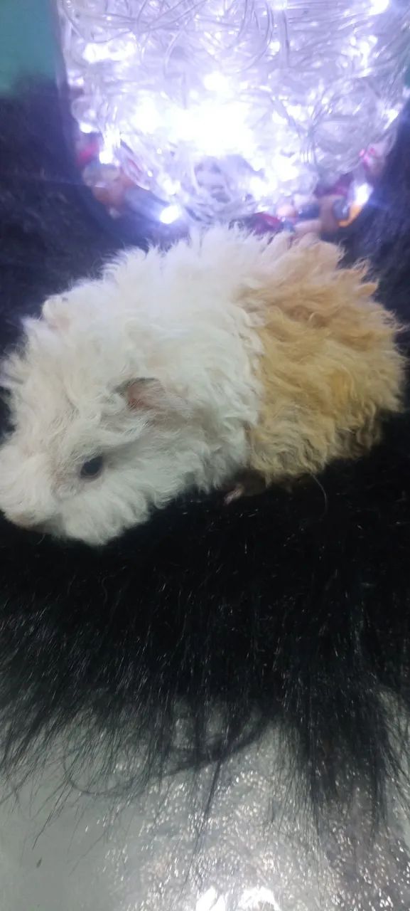 Lindo filhote porquinho da Índia 