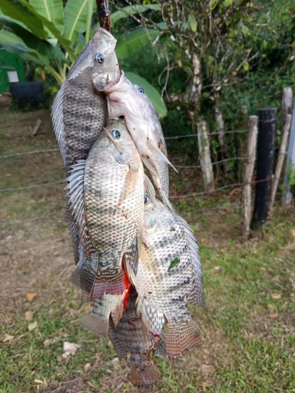 Sítio em Altamira Itororó ba